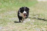 BORDER COLLIE 661